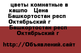 цветы комнатные в кашпо › Цена ­ 1 100 - Башкортостан респ., Октябрьский г.  »    . Башкортостан респ.,Октябрьский г.